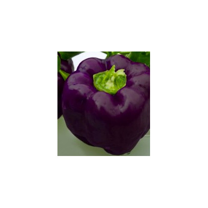 Paprika Fialová kráska - Capsicum annuum - semena - 9 ks