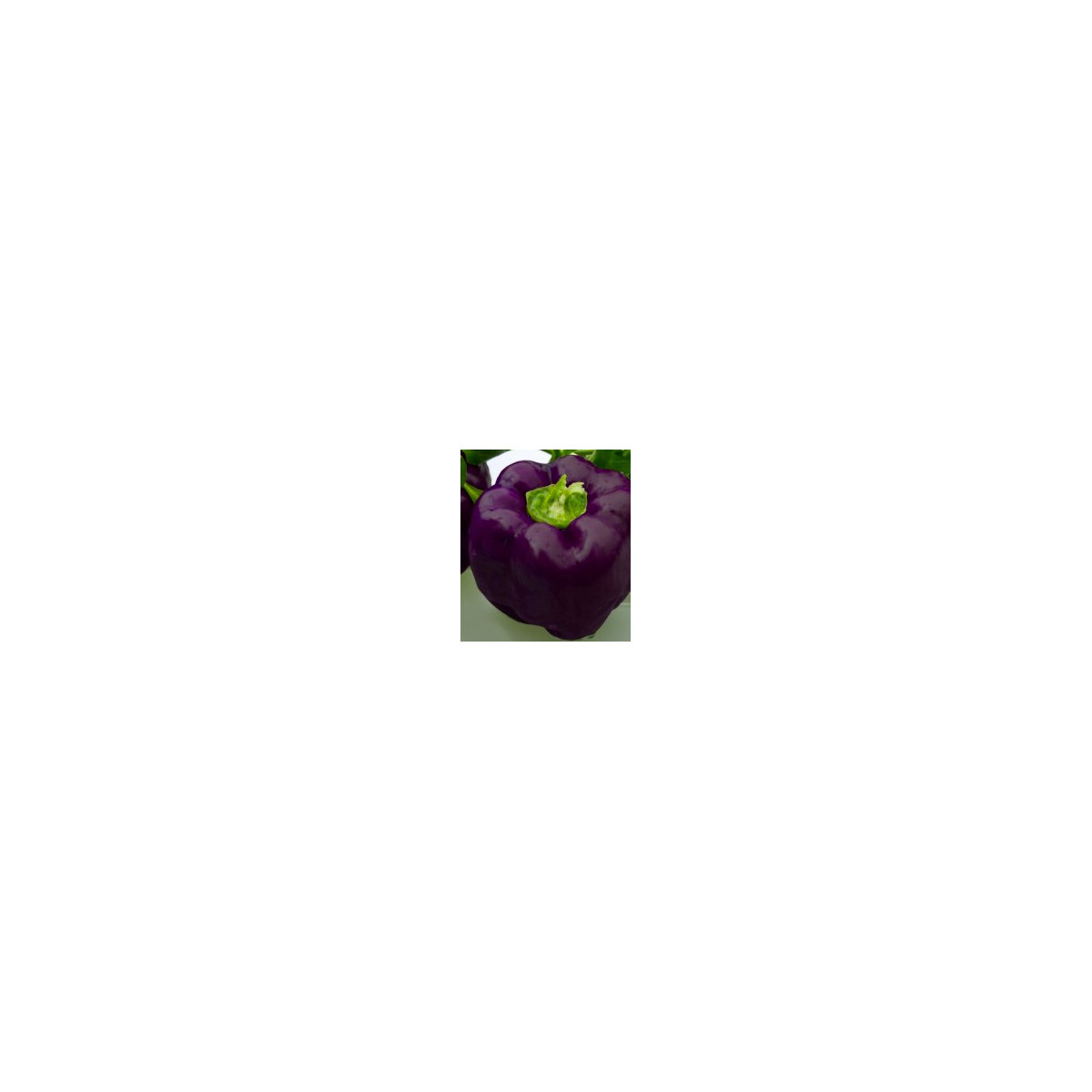 Paprika Fialová kráska - Capsicum annuum - semena - 9 ks
