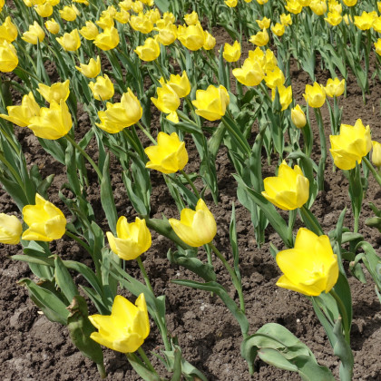 Tulipán Batalinii Bright Gem - Tulipa - cibuloviny - 3 ks
