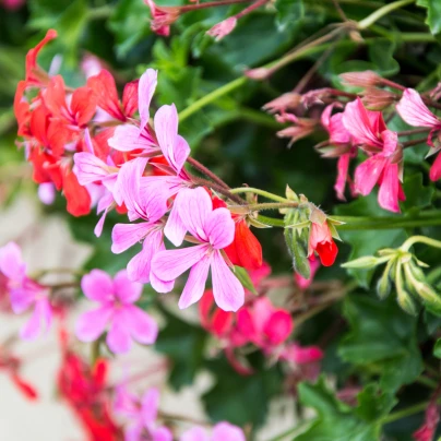 Muškát převislý Tornado F1 směs barev - Pelargonium peltatum - semena - 4 ks