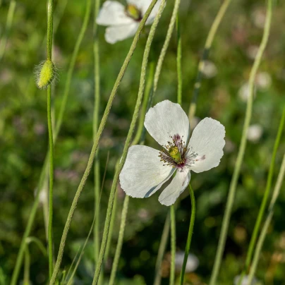 Mák bělokvětý - Papaver maculosum - semena - 100 ks