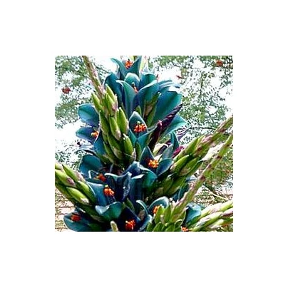 Puya Berteroniana - semena - 5 ks