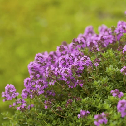 Mateřídouška úzkolistá Magic Carpet - Thymus serpyllum - semena - 0,03 g