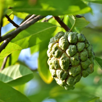 Anona jedlá - Annona edulis - semena - 4 ks