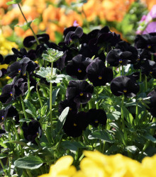 Maceška Black King - Viola wittrockiana - semena - 100 ks