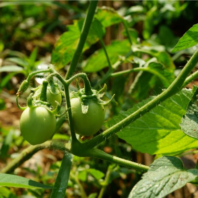 Rajče White Cherry - Solanum lycopersicum - semena - 7 ks