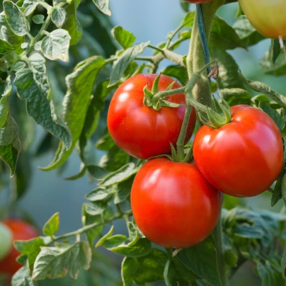 Rajče Karkulka - Solanum lycopersicum - semena - 20 ks