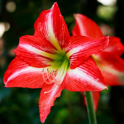 Hvězdník Minerva - Hippeastrum - cibuloviny - 1 ks