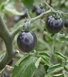 Rajče Black Opal - Solanum lycopersicum - semena - 7 ks