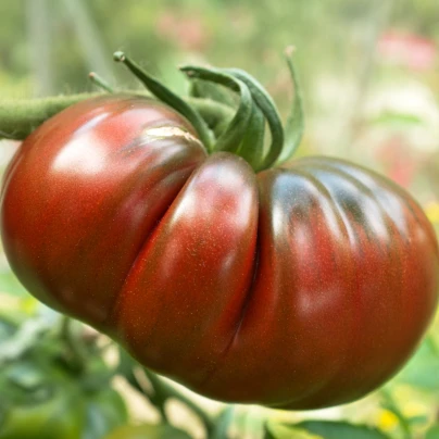 Rajče Brandywine černé - Solanum lycopersicum - semena - 7 ks