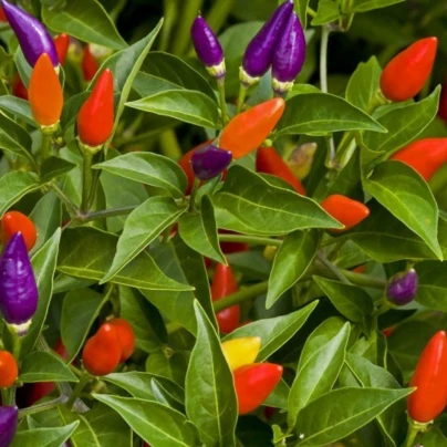 Chilli Little Elf - Capsicum chinense - semena - 6 ks