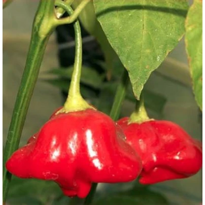 Chilli Mushroom červené - Capsicum chinense - semena - 6 ks