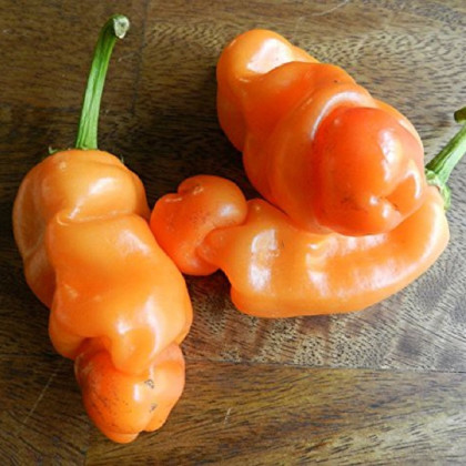 Chilli Peter Orange - Capsicum chinense - semena - 5 ks