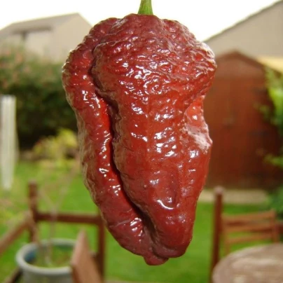 Chilli Carolina Reaper Chocolate - Capsicum chinense - semena - 5 ks