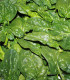 BIO Špenát setý Matador - Spinacia oleracea - bio semena - 75 ks
