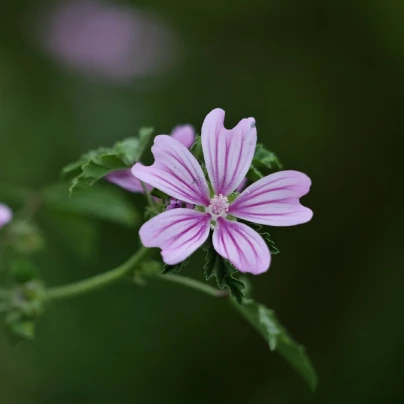 Sléz lesní - Malva sylvestris - semena - 10 ks