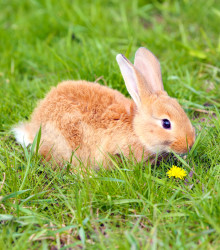 Tráva pro králíky - Golden Line - travní směs - 15 g