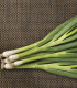 Cibule svazková zimní Freddy - Allium fistulosum - semena - 250 ks