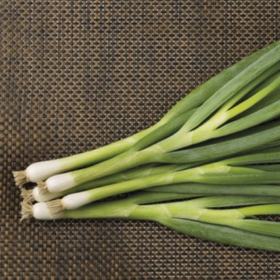 Cibule svazková zimní Freddy - Allium fistulosum - semena - 250 ks