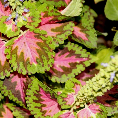 Africká kopřiva Wizard Coral Sunrise - Coleus blumei - semena - 30 ks