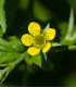 Kuklík městský - Geum urbanum - semena - 50 ks
