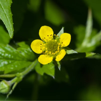 Kuklík městský - Geum urbanum - semena - 50 ks