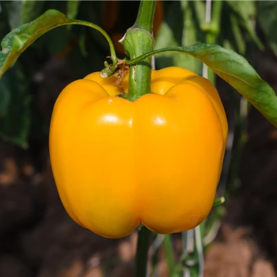 Paprika žlutá Baby Bell - Capsicum annuum - semena - 8 ks