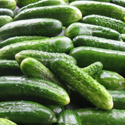 Okurka nakládačka Harriet F1 - Cucumis sativus - semena - 20 ks