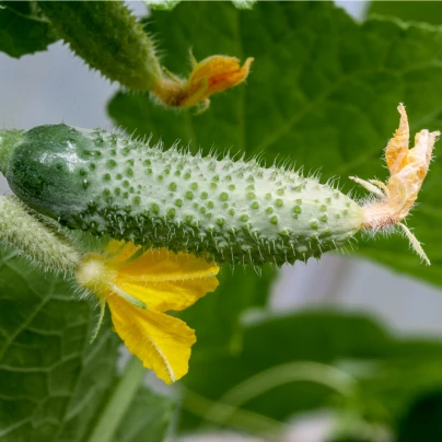 Okurka nakládačka Dafne F1 - Cucumis sativus - semena - 20 ks