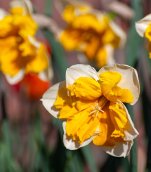 Narcis Orangery - Narcissus L. - cibuloviny - 3 ks