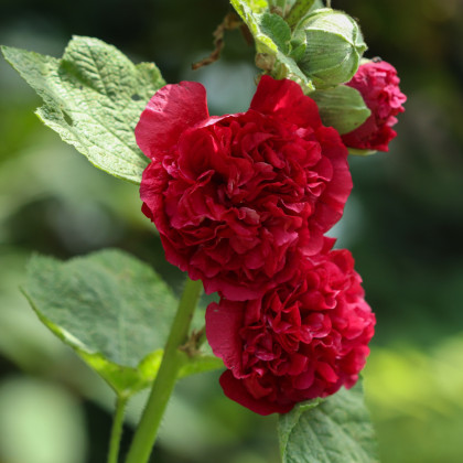 Topolovka Chaters Scarlet - Alcea rosea - semena - 8 ks