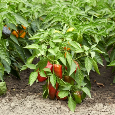 Paprika Bajka - Capsicum annuum - semena - 20 ks