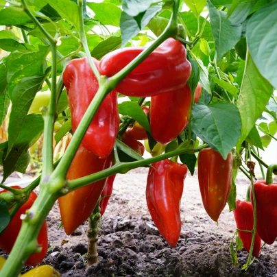 Paprika Meika - Capsicum annuum - semena - 20 ks