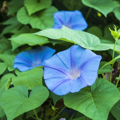 Povíjnice modrá - Ipomoea rubro-coerulea - semena - 25 ks