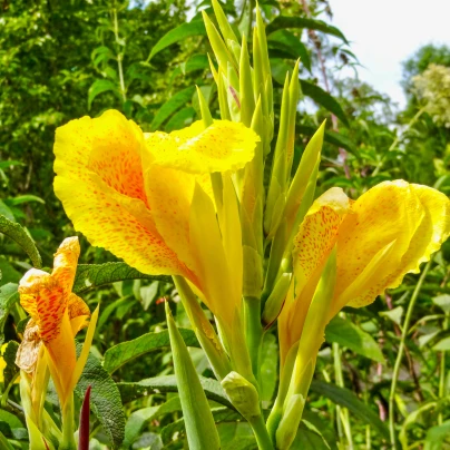 Dosna Yellow Humbert - Canna - cibuloviny - 1 ks