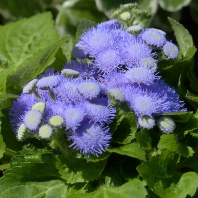 Nestařec Aloha modrý F1 - Ageratum Aloha Blue - semena - 20 ks