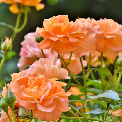 Růže velkokvětá oranžová - Rosa - prostokořenné sazenice - 1 ks