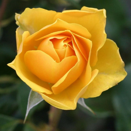Růže velkokvětá žlutá - Rosa - prostokořenné sazenice - 1 ks