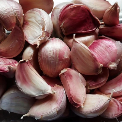 Sadbový česnek Arno - Allium sativum - nepaličák - cibule česneku - 1 balení