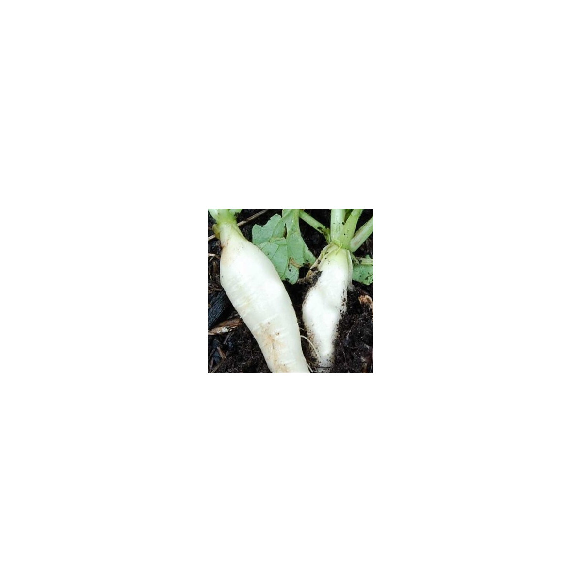 Ředkev bílá delikatesa - Raphanus sativus - semena - 60 ks