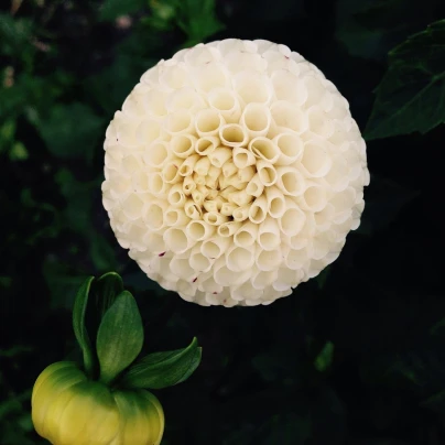 Jiřinka White Aster - Dahlia - cibuloviny - 1 ks