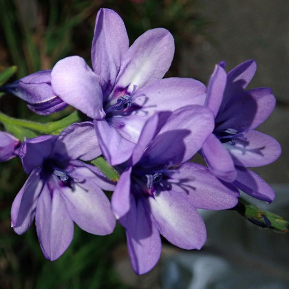 Babiana Kew Hybrids - Babiana stricta - prostokořenné sazenice - 3 ks