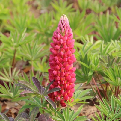 Lupina červená - Lupinus polyphyllus - prostokořenné sazenice - 1 ks