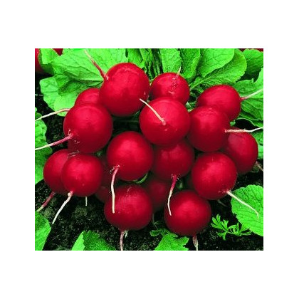 Ředkvička červená kulatá - Carnita - semena Ředkvičky - 50 ks