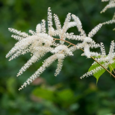 Čechrava japonská Deutschland - Astilbe japonica - cibuloviny - 1 ks