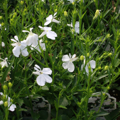 Lobelka drobná Bílý palác - Lobelia erinus - semena - 0,1 g