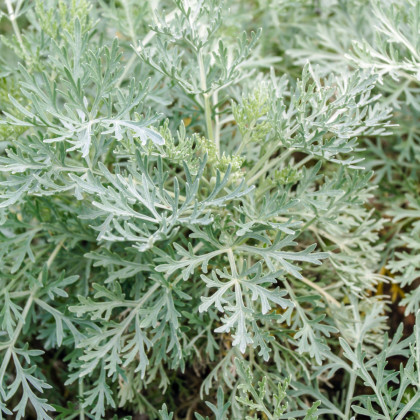 BIO Pelyněk pravý - Artemisia absinthum - bio semena - 0,02 g