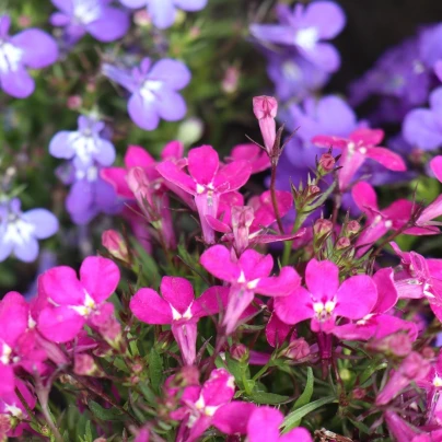 Lobelka nízká Riviera Rose - Lobelia erinus - semena - 0,1 g