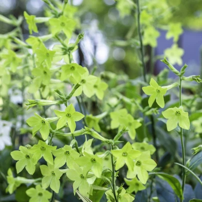 Tabák Perfume Lime F1 - Nicotiana sanderae - semena - 50 ks