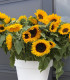 Slunečnice Big Smile - Helianthus annuus - semena - 8 ks